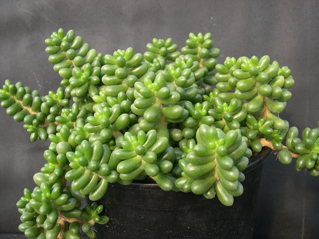 Sedum hernandezii  (2)