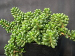 Sedum hernandezii  (2)