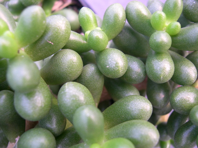 Sedum hernandezii (2)