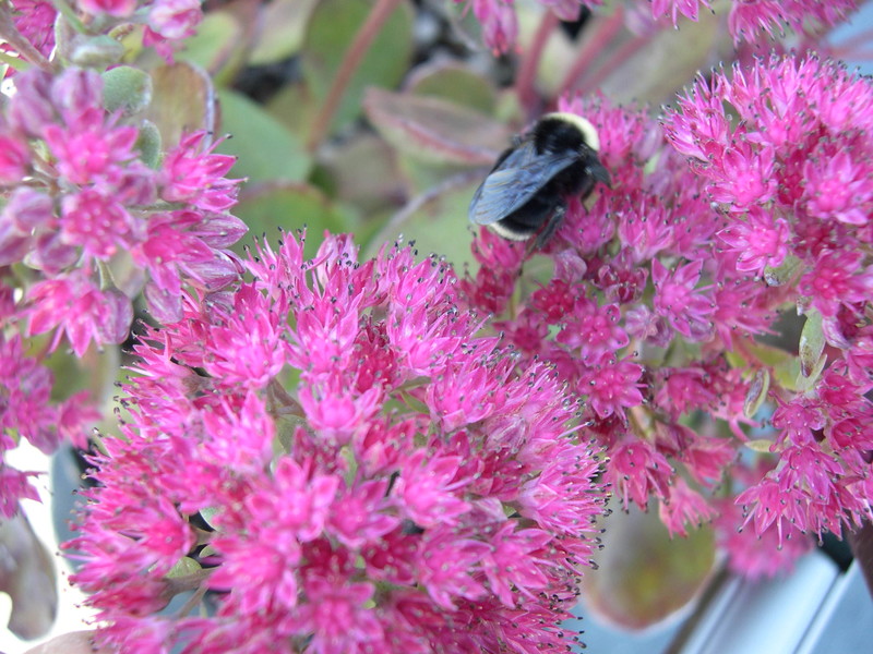 Sedum cauticola 'Hidakense' rubellum? {mislabeled} (Hylotelephium cauticola 'Hidakense' rubellum? mislabeled)