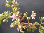 Sedum hintoniorum