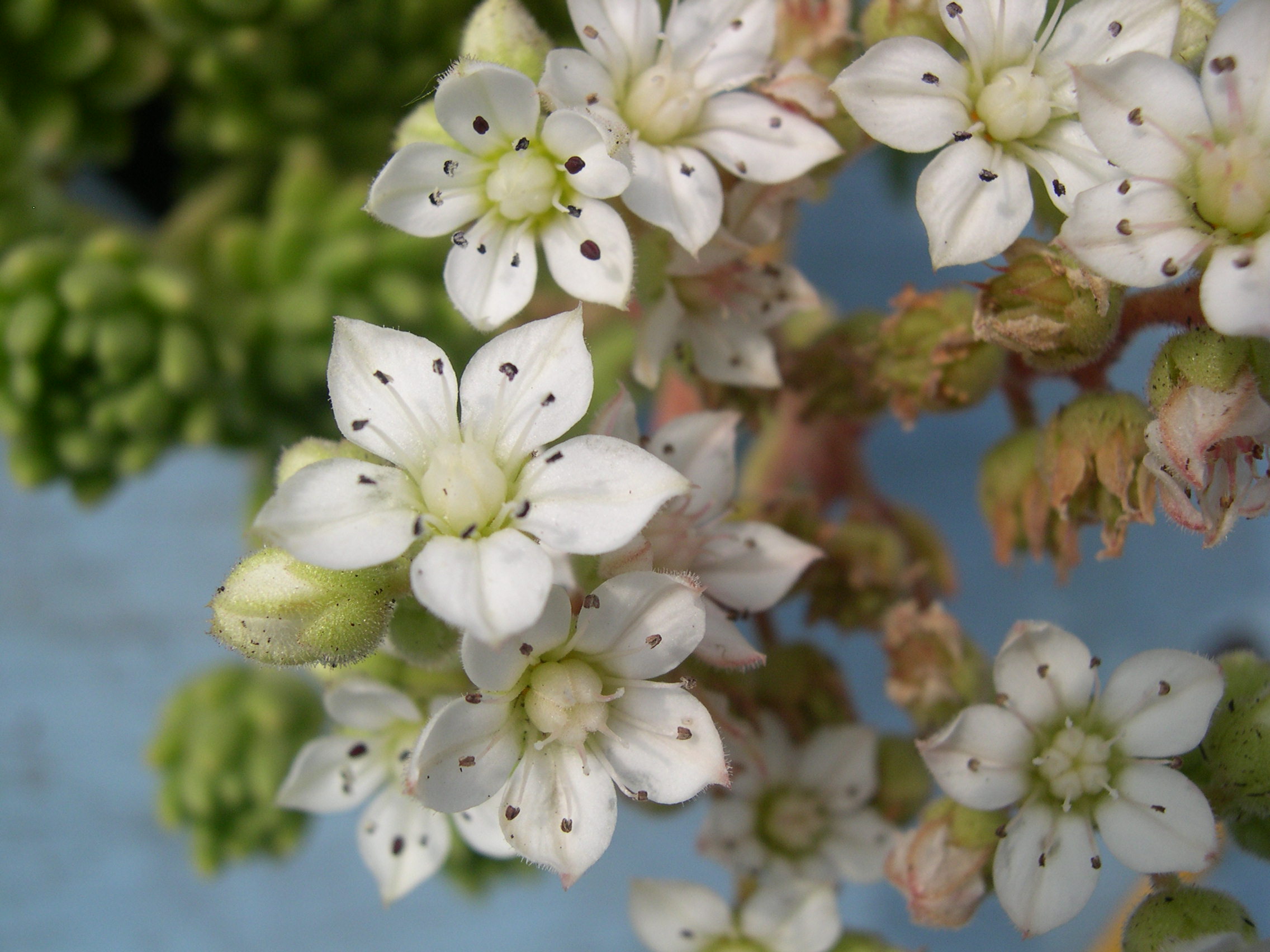 Sedum hirsutum baeticum (1)