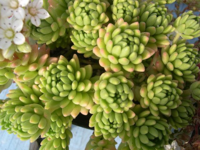 Sedum hirsutum baeticum (2)