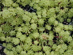 Sedum hirsutum