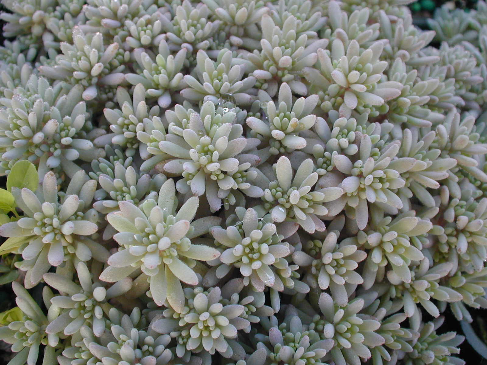 Sedum hispanicum 'Blue Carpet'