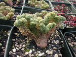 Sedum hispanicum minus aureum crested form