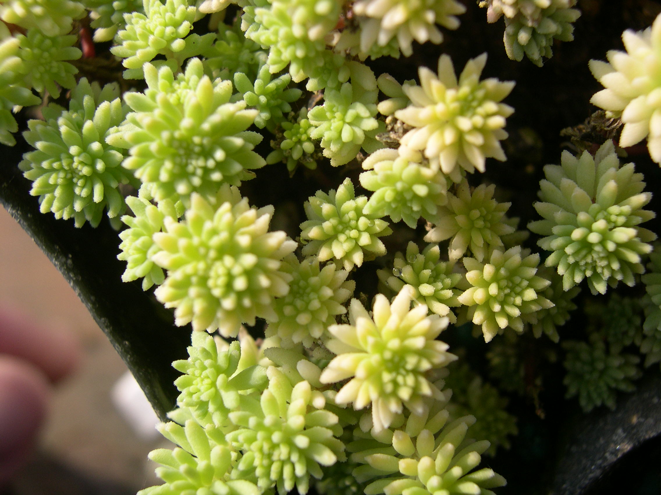 Sedum hispanicum minus aureum