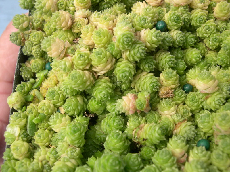 Sedum humifusum (1)