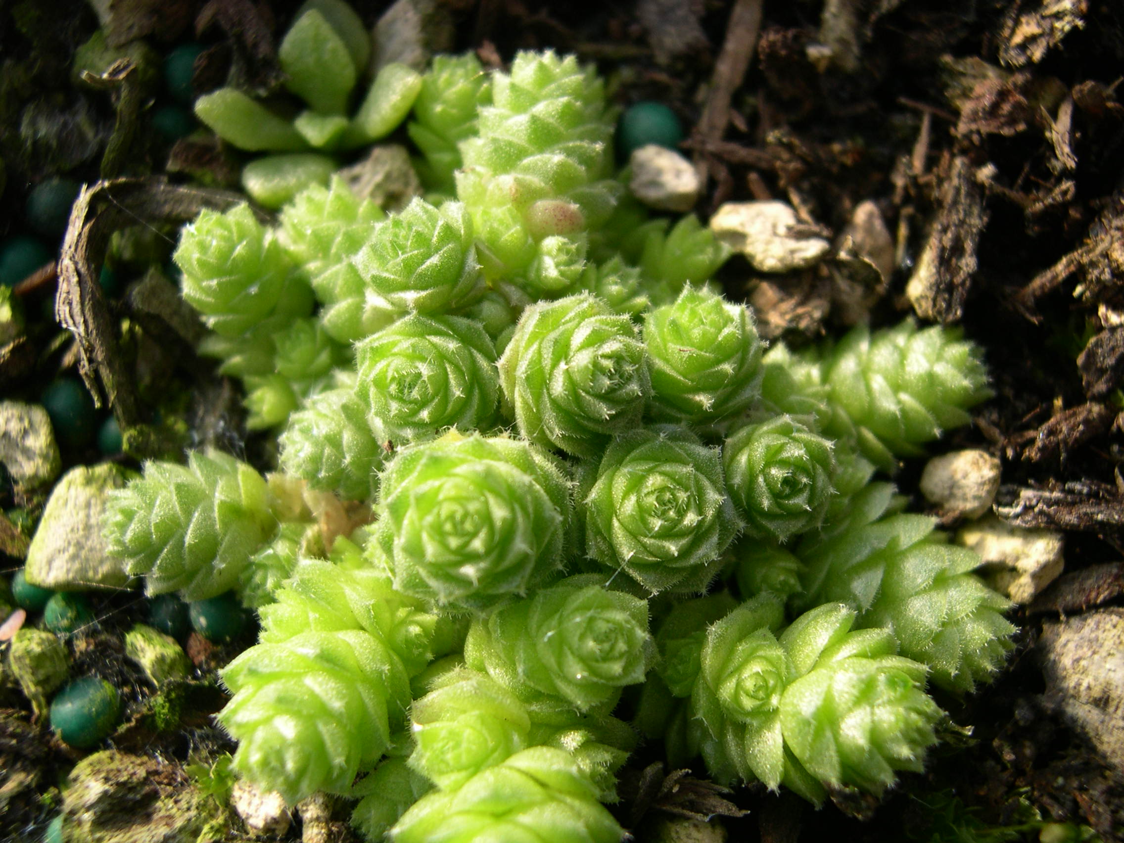 Sedum humifusum (2)