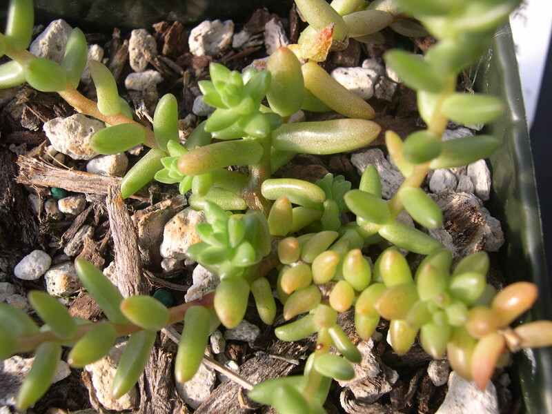 Sedum jujuyense #895