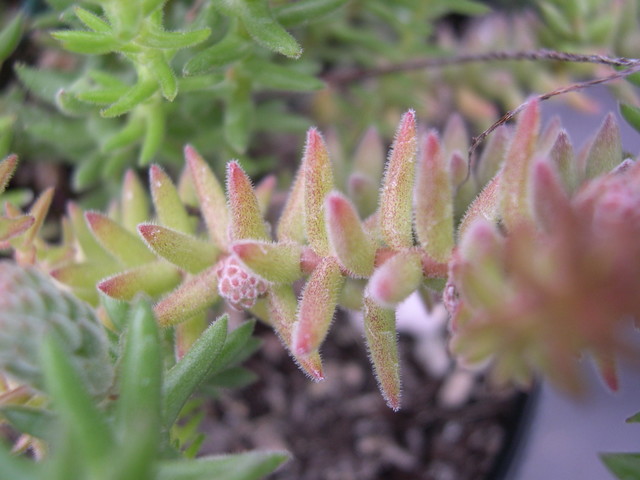 Sedum jurgensenii (2)