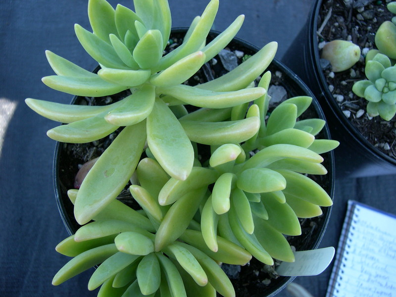 Sedum 'Alice Evans' (1)