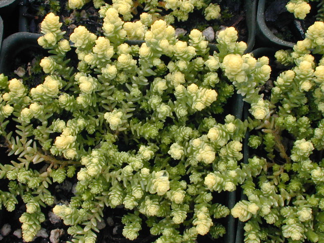 Sedum acre 'Elegans' (1)