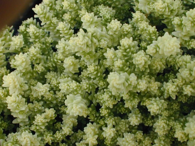 Sedum acre 'Elegans' (2)