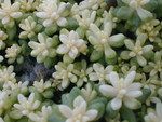 Sedum album 'Bella d' Inverno' (2)