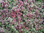 Sedum album 'Coral Carpet'