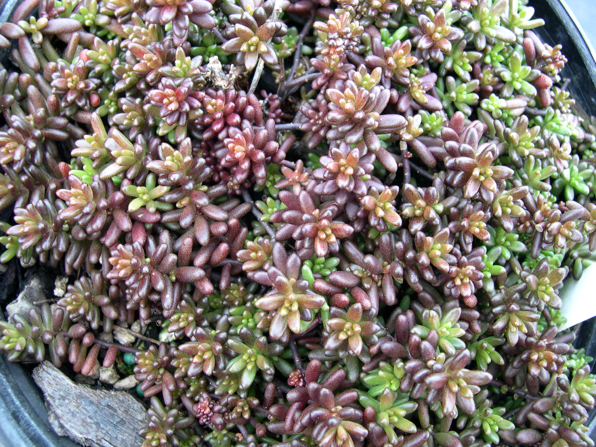 Sedum album 'Hillebrandtii' (1)