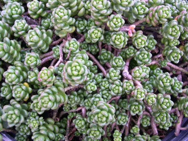 Sedum album 'Laconicum' (1)