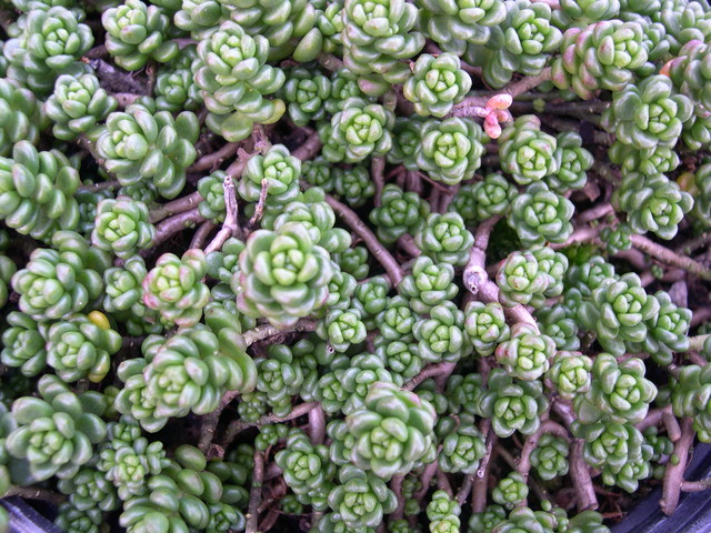 Sedum album 'Laconicum' (1)