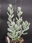 Sedum allantoides 'Goldii' (1)