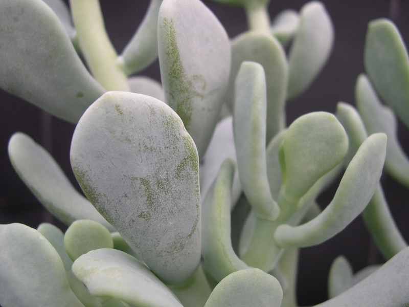 Sedum allantoides 'Goldii' (2)