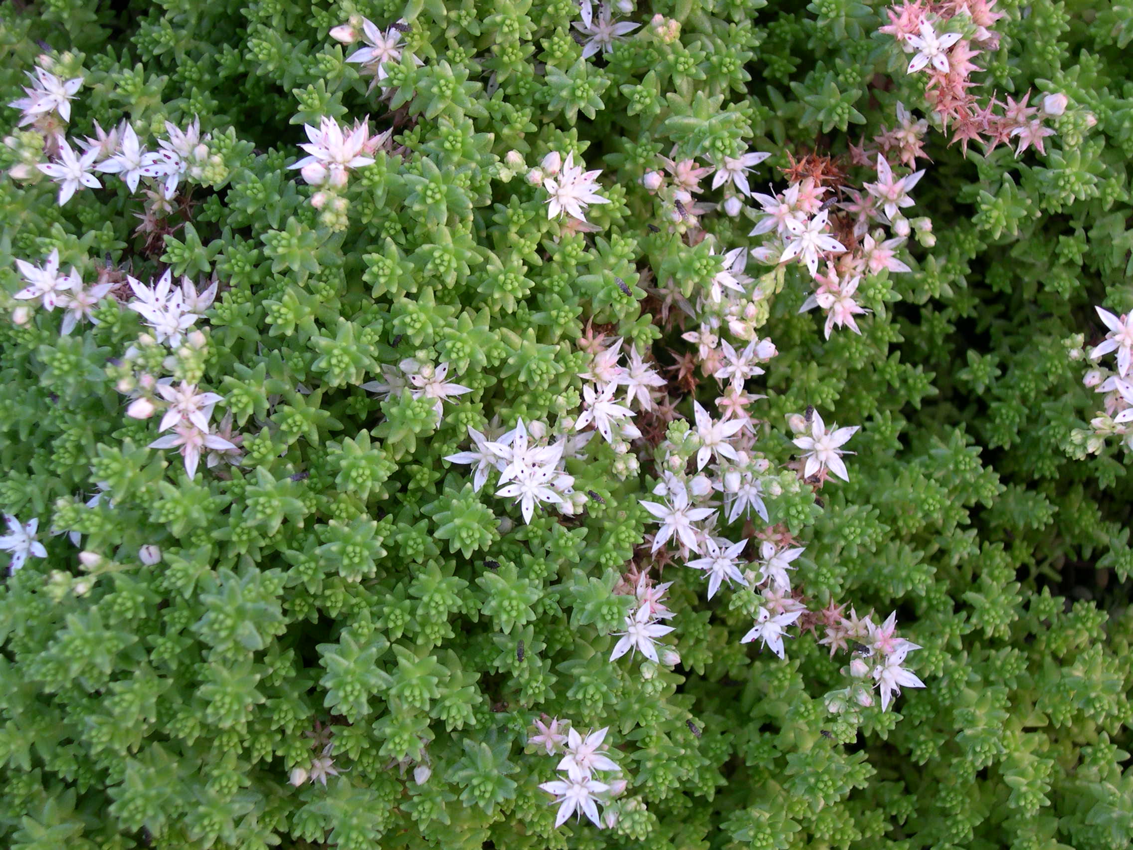 Sedum anglicum 'Valle de Al'