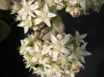 Sedum 'Lime Gum Drops' (1)