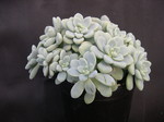 Sedum 'Lime Gum Drops' (2)