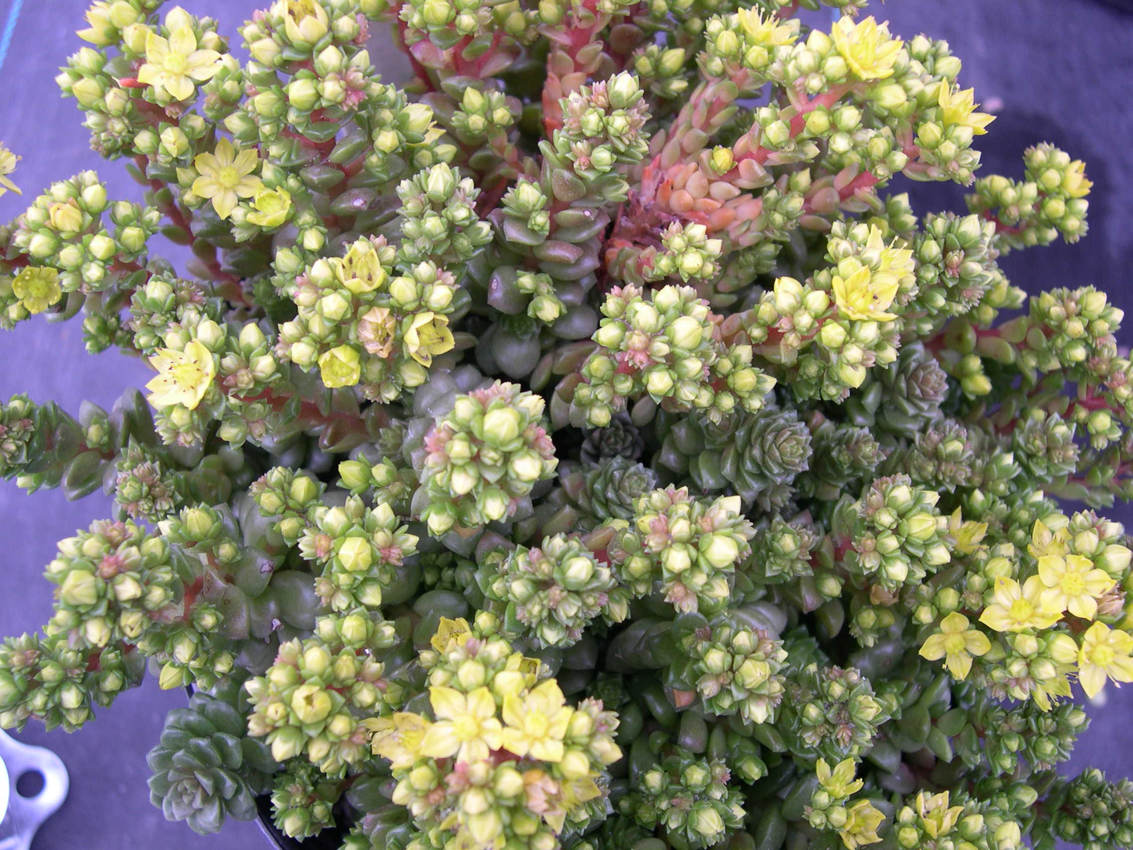 Sedum 'Little Gem'  [xCremnosedum 'Little Gem'] (1)