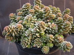 Sedum 'Little Gem'  [xCremnosedum 'Little Gem'] (2)