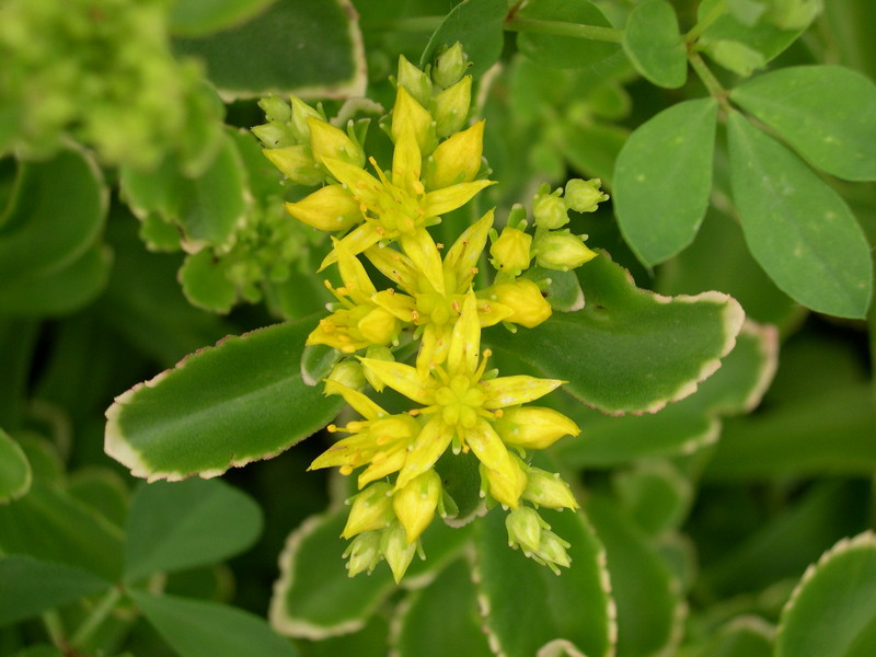 Sedum kamtschaticum  from Korea [Phedimus kamtschaticus]