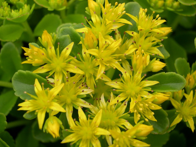 Sedum kamtschaticum  'Golden Carpet' [Phedimus kamtschaticus 'Golden Carpet'] (1)