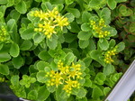 Sedum kamtschaticum 'Golden Carpet' [Phedimus kamtschaticus 'Golden Carpet'] (2)