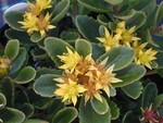 Sedum kamtschaticum 'Tekari Dake' [Phedimus kamtschaticus 'Tekari Dake'] (1)