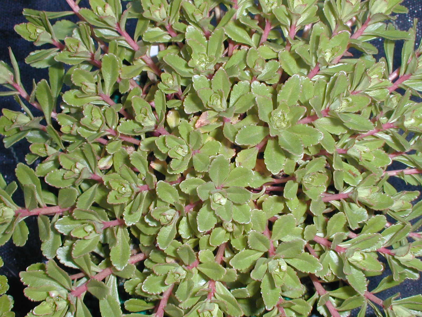 Sedum kamtschaticum 'Tekari Dake' [Phedimus kamtschaticus 'Tekari Dake'] (2)