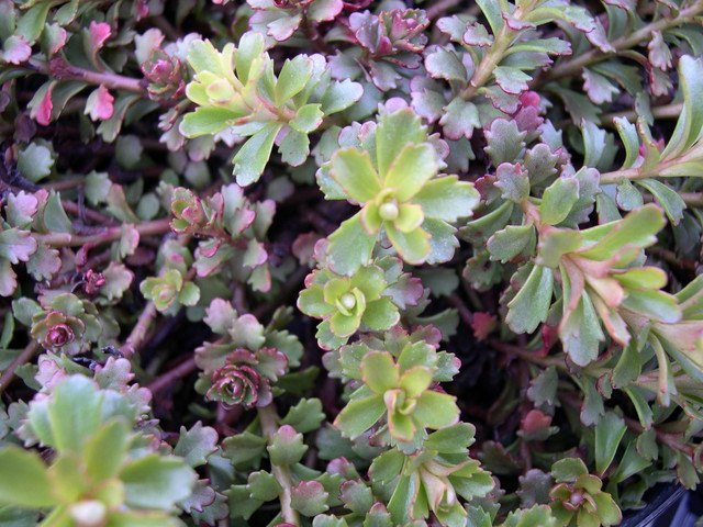 Sedum kamtschaticum floriferum 'Weihenstephaner Gold' [Phedimus kamtschaticus floriferus 'Weihenstephaner Gold']