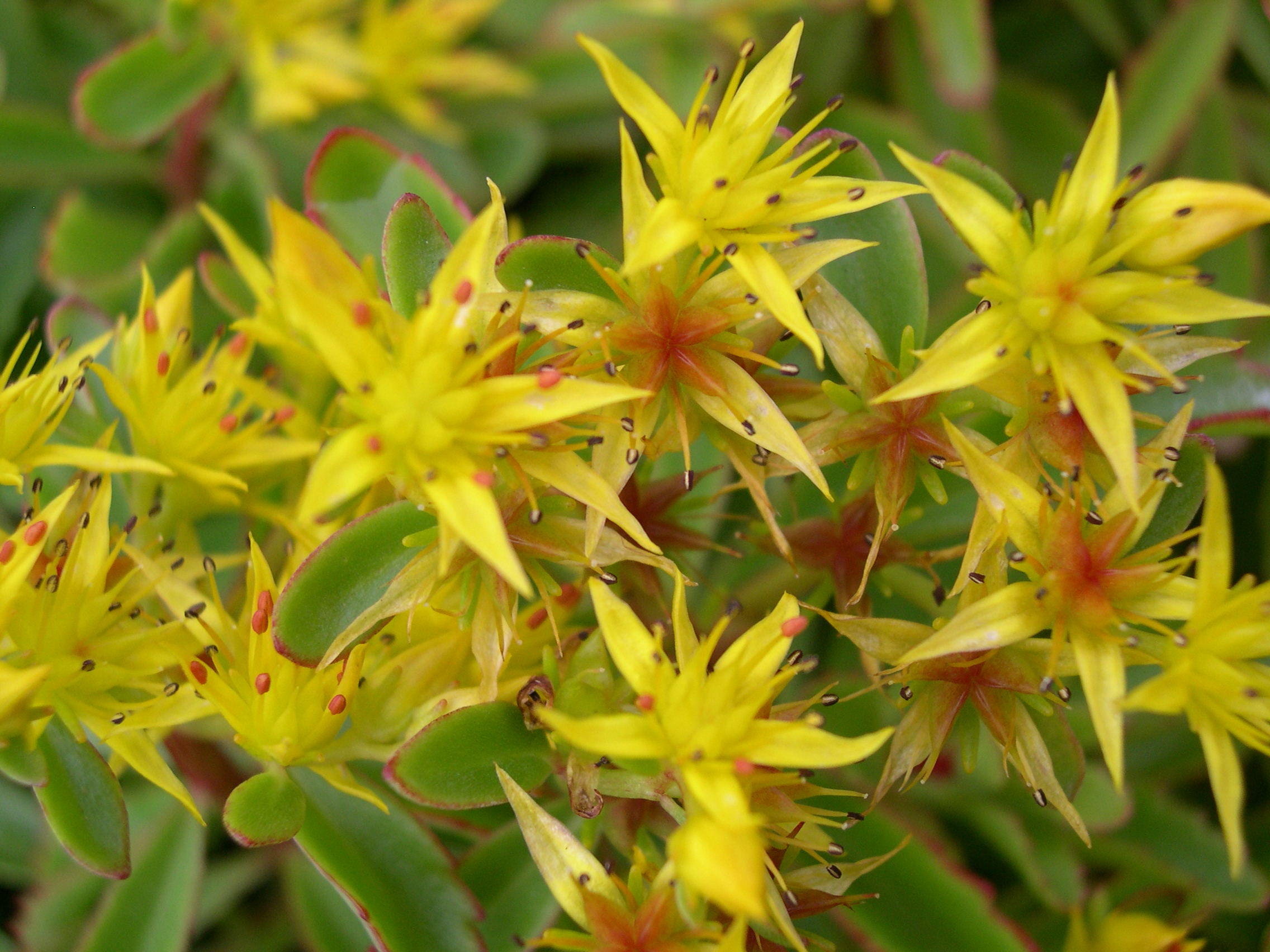 Sedum kamtschaticum kurilense [Phedimus kamtschaticus kurilense]