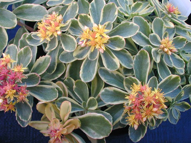 Sedum kamtschaticum variegatum [Phedimus kamtschaticus variegatus] (1)