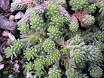 Sedum laconicum