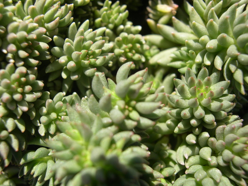 Sedum lanceolatum