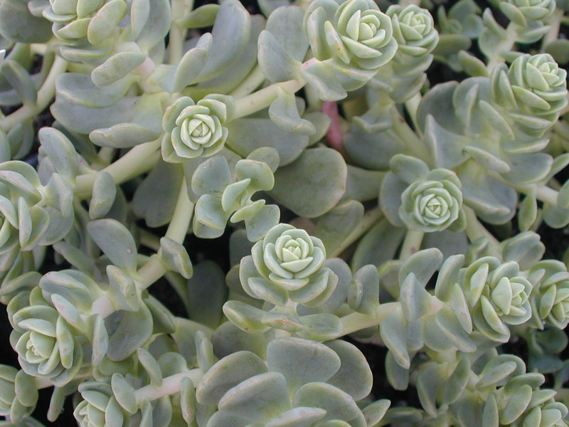 Sedum laxum (1)