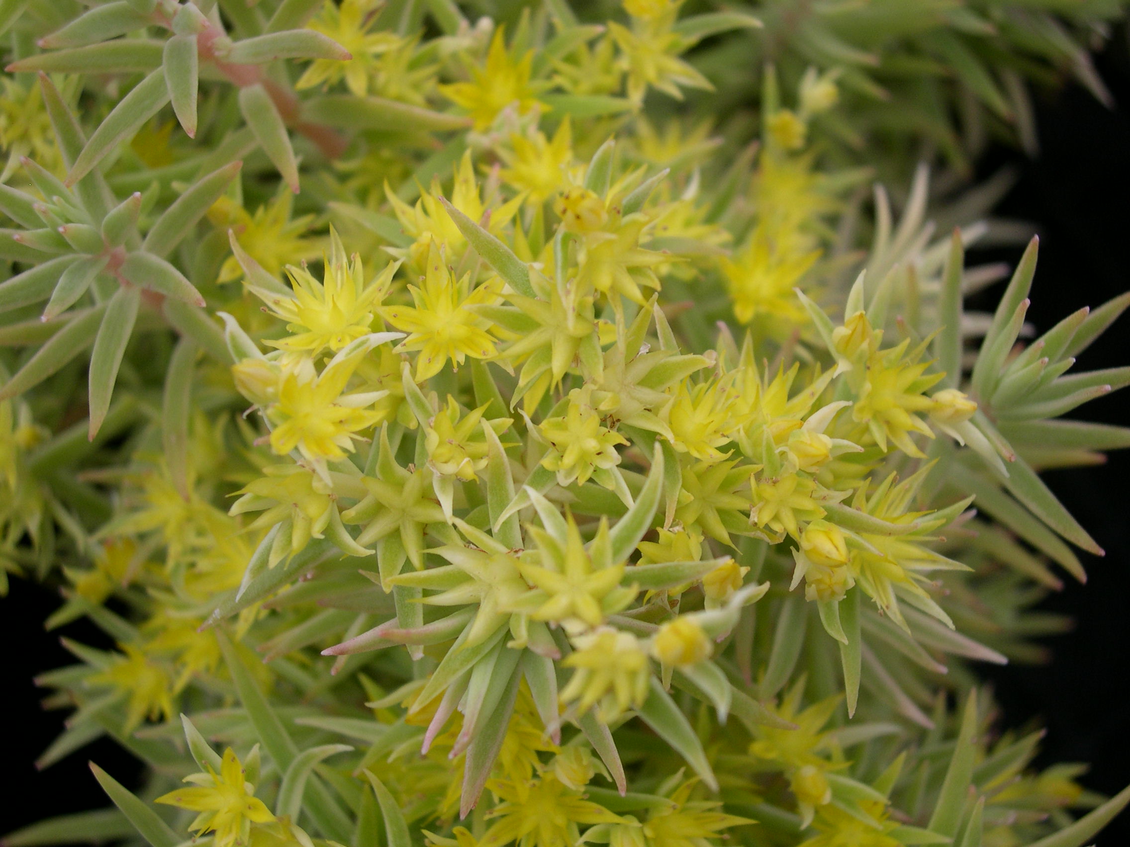 Sedum lineare variegatum (1)