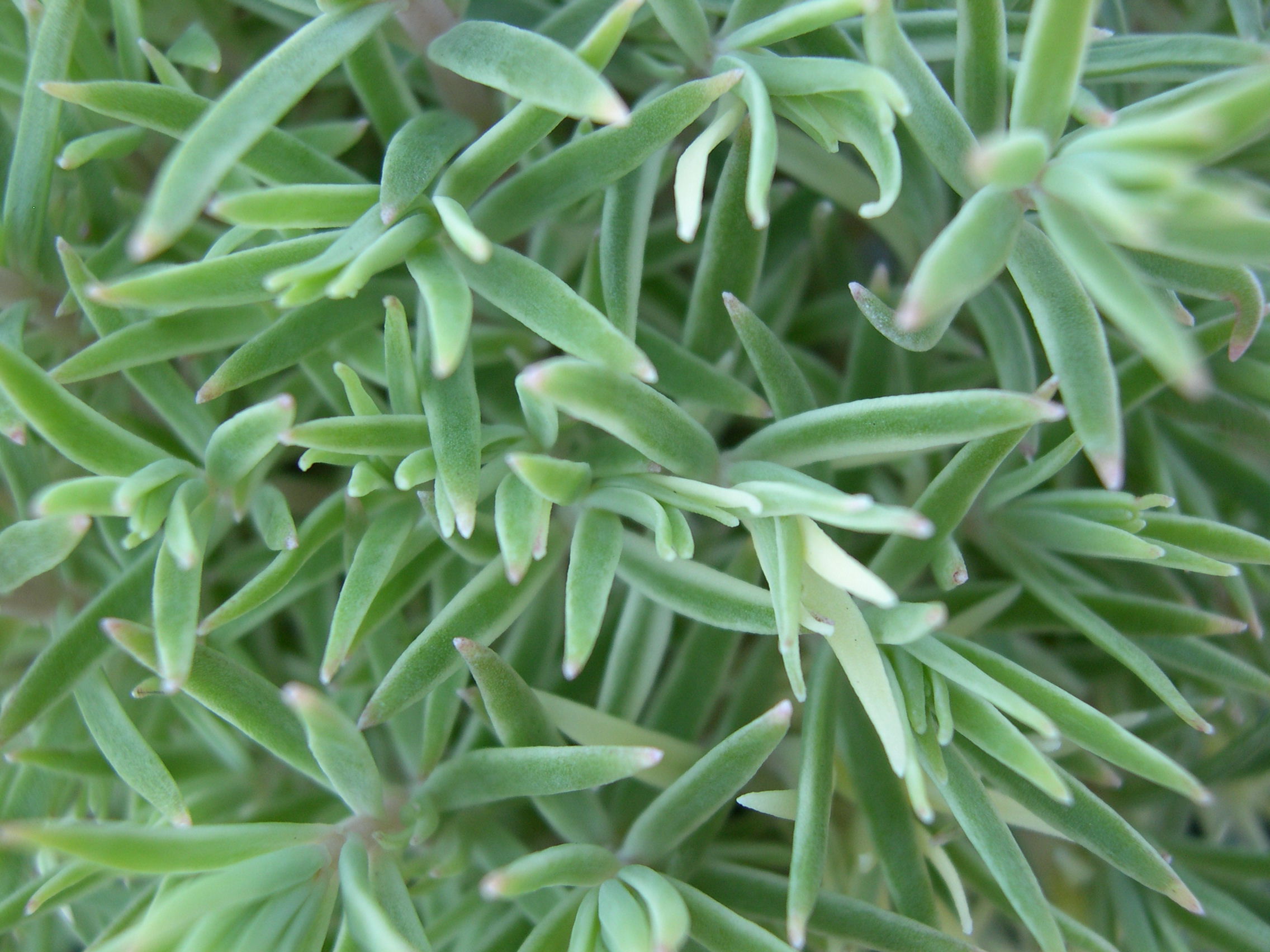 Sedum lineare variegatum (2)