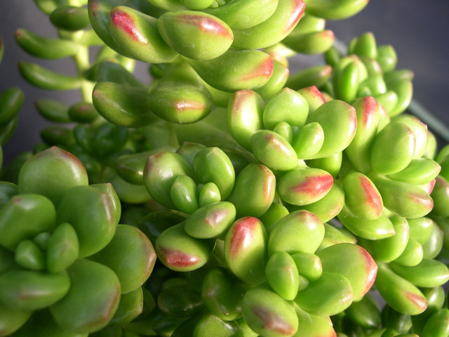 Sedum lucidum 'Obesum' (1)