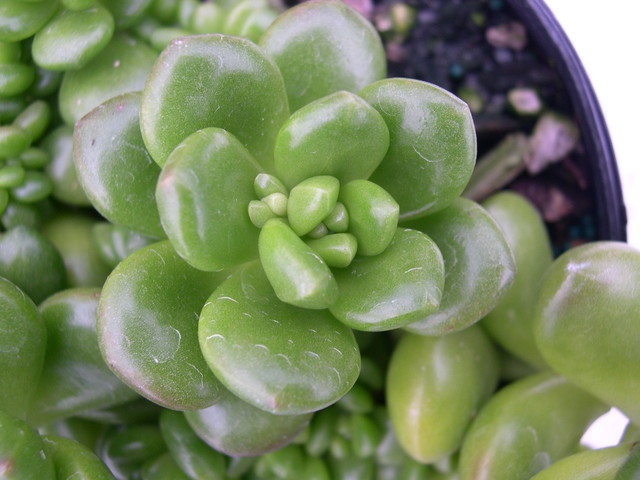 Sedum lucidum 'Obesum' (2)