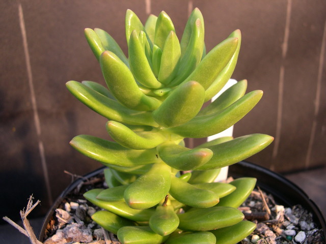 Sedum lucidum (1)