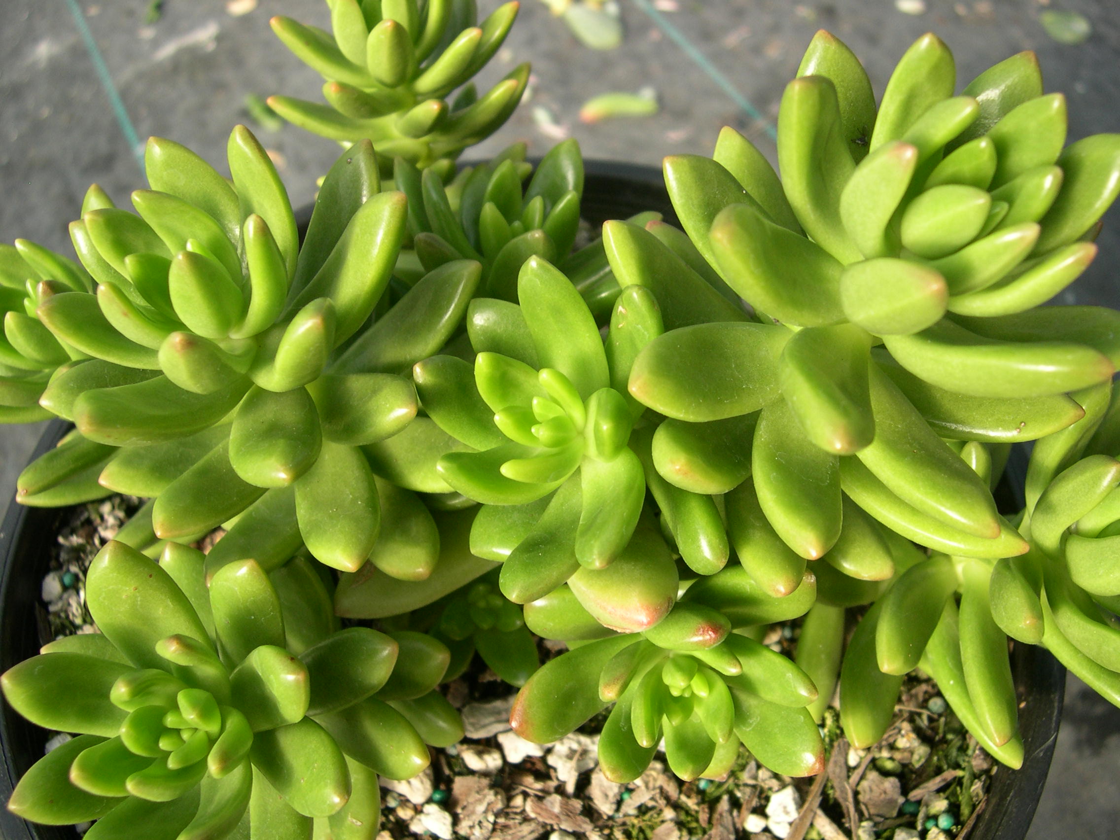 Sedum lucidum (2)