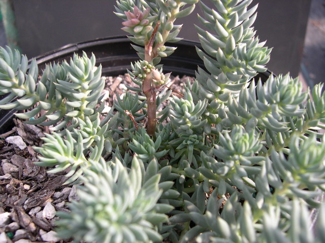 Sedum x luteolum nssp. hegnaueri (1)