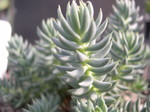 Sedum x luteolum nssp. hegnaueri (2)