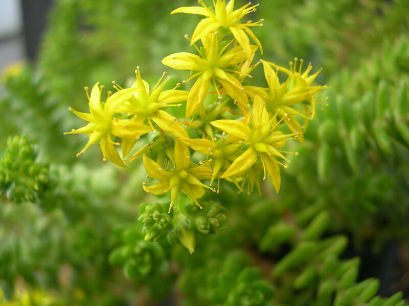 Sedum luteoviride (1)